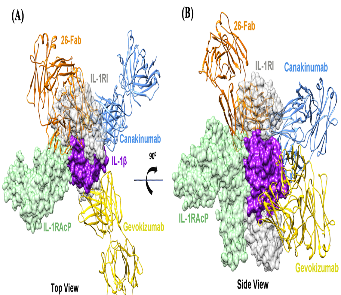 圖1. 26-Fab blocked the formation of IL-1b/IL-RI/IL-1RAcP ternary complex