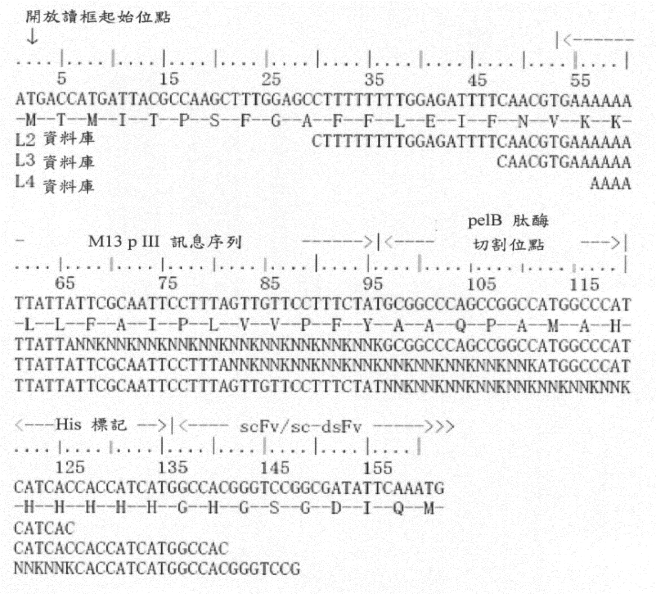 圖1.在pCANTAB5E中以及用於多樣化試驗性訊息序列之DNA資料庫之構築體負責表現噬菌體表達pIII融合蛋白之訊息序列。