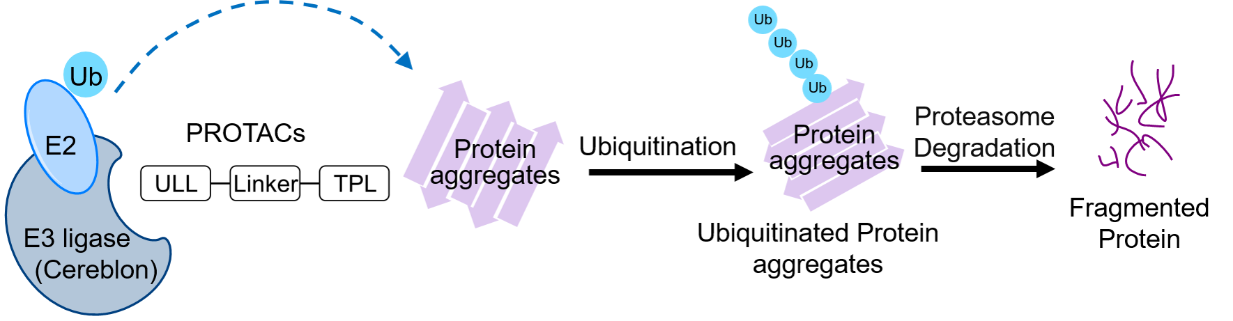 圖1.蛋白水解靶向嵌合體降解蛋白聚集體之作用機制：蛋白水解靶向嵌合體以一端結合E3連接酶，以另一端結合蛋白聚集體(例如導致肌萎縮性側索硬化症的TDP-43蛋白聚集體)，從而促進蛋白聚集體泛素化，且被蛋白酶體辨認並于以降解。