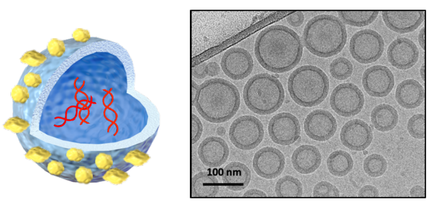 圖1.搭載COVID-19抗原及免疫佐劑之奈米疫苗示意圖（左），低溫電子顯微鏡底下之疫苗奈米粒子 (右)。