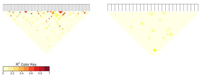 圖2.這兩張圖描述我們如何運用連鎖不平衡挑選遺傳變異位點。紅色位點代表任兩個遺傳變異有高相關性，淺黃色則代表低相關性。左圖為篩選前的資料，其中包含許多高相關性的位點。篩選後（右圖），遺傳資訊重疊的序列被刪除。因此，我們可以在有限數量的核苷酸多樣性獲得最大遺傳資訊。